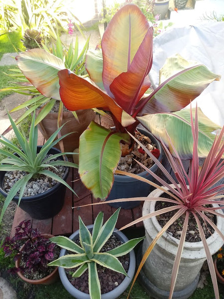 Protecting Plants for winter! - UK Tropicals - Overwintering