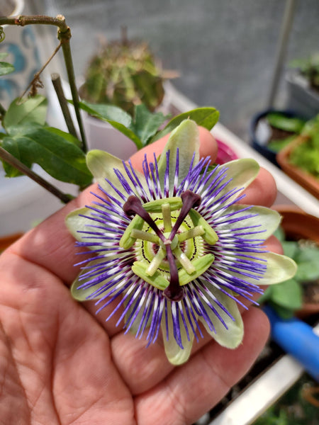 Passionflower In Bloom