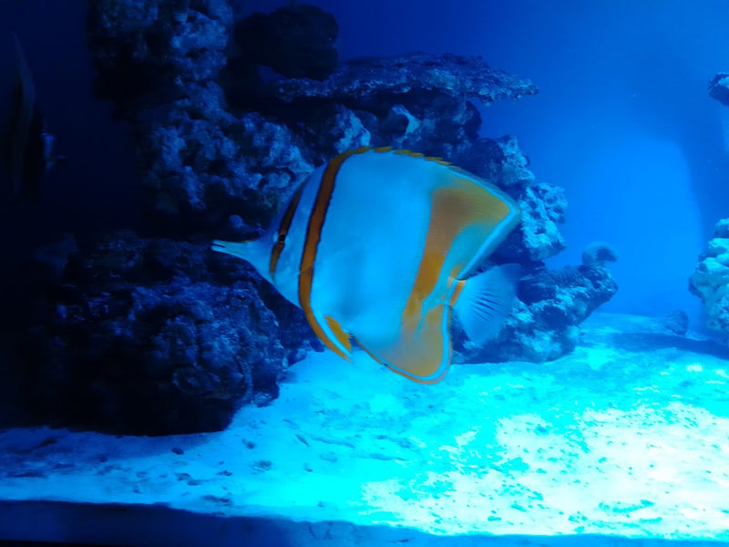 Reef Aquarium Diary - Lucky 7!
