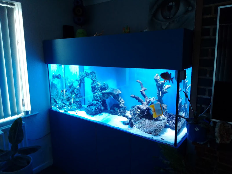 Reef Tank Diary Part 9! its alive!!