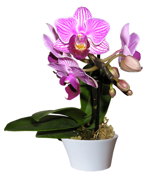 Repotting Orchids Guide - Moth Orchid
