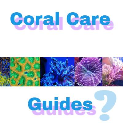 Corals and Saltwater Aquarium Beginners Guides