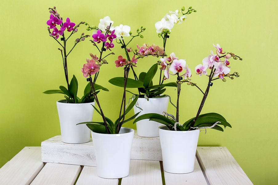 Blooming Beautiful! - Our Different Orchid Substrates