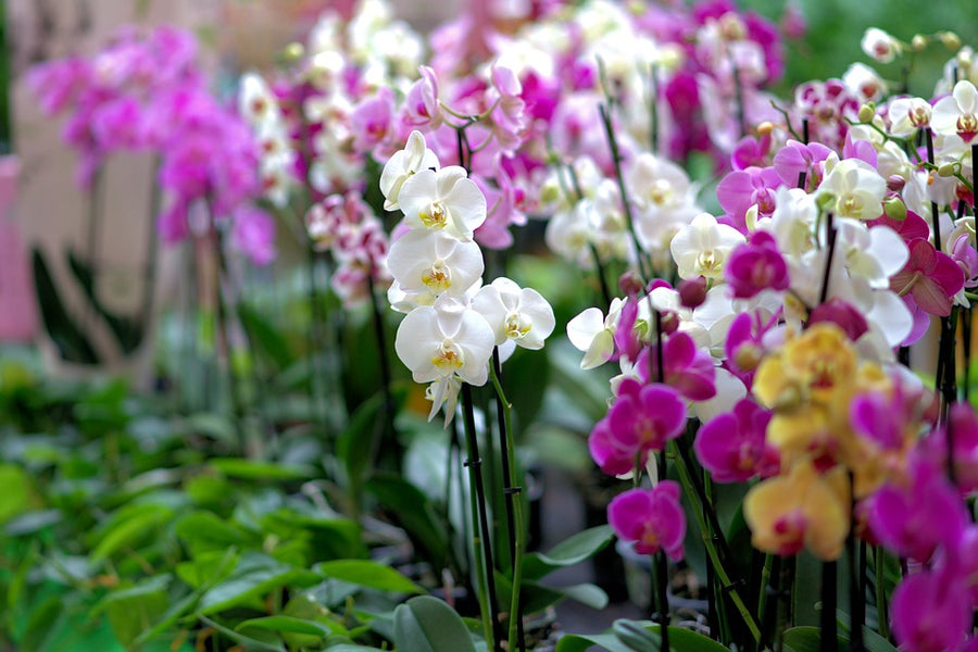 Orchid Mixed Companion Planting Idea  💡