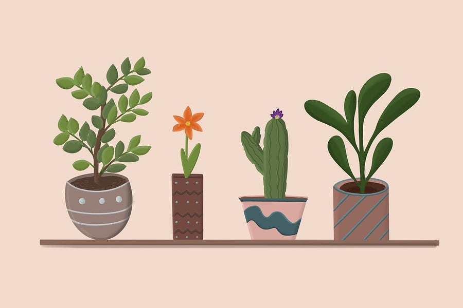 Keeping House Plants Alive - The basics