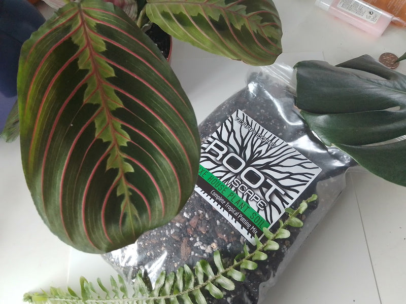 The Ultimate Potting Mix for House Plants!