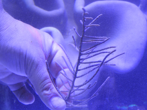 Gorgonian Saltwater Coral Filter Feeder