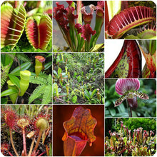 Load image into Gallery viewer, Sundews and other plants
