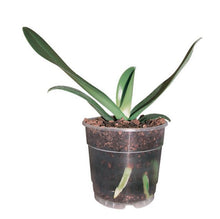 Load image into Gallery viewer, Teku orchid pot

