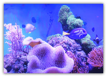 Load image into Gallery viewer, Reef Aquarium - Aqua Core Aquatics review
