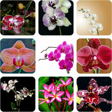 Load image into Gallery viewer, Orchid Flower Montage
