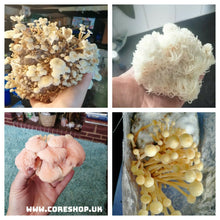 Load image into Gallery viewer, Masters Mix oyster mushroom substrate
