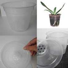 Load image into Gallery viewer, Best type of pots for orchids
